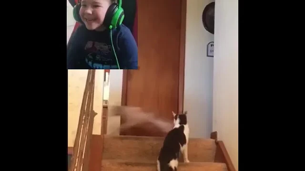 5 year old Reacts, Funny Animals