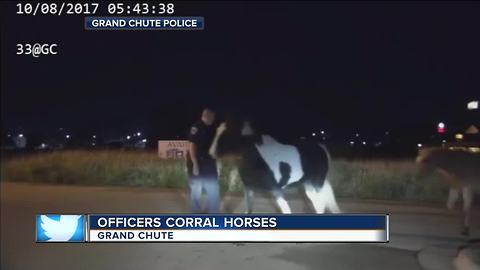 VIDEO: Wisconsin police chase down loose horses