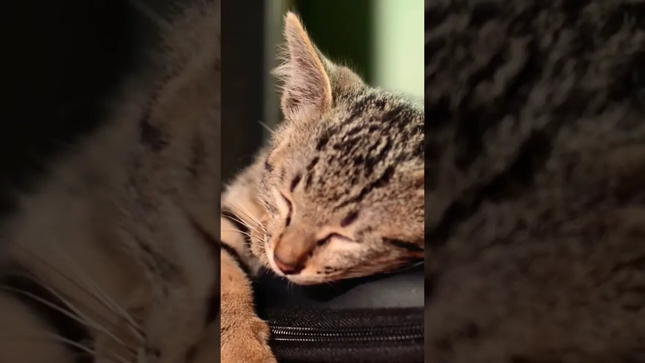 Cute Cat Sleeping