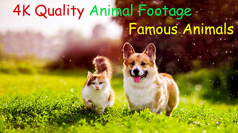 4K Quality Animal Footage - Cats and Kittens Beautiful Scenes Episode 01 | Viral Cat
