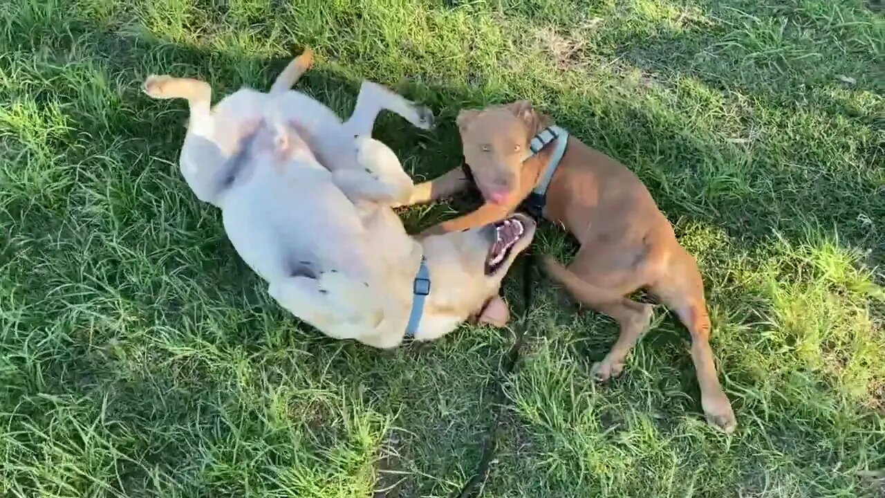 My dogs Ned & Sasha playing with their friend Jordie