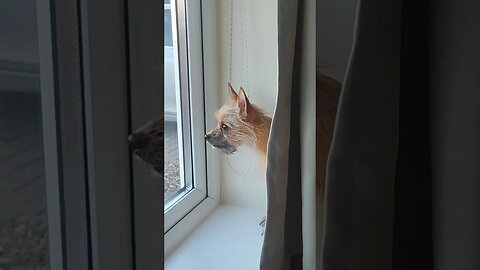 Chihuahua Barks at Squirrel 🐿️🐶