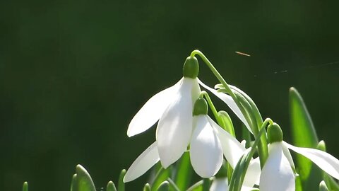 #flowers