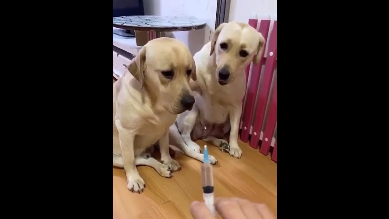 💗You will get STOMACH ACHE FROM LAUGHING SO HARD ,Funny Dog Videos