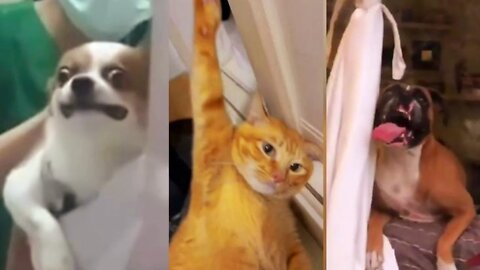 That Will Make You Laugh 🤣 - Best Funniest Cat and Dog Video #1