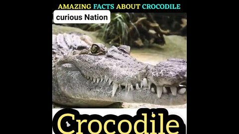 Crocodile fighting Rumble