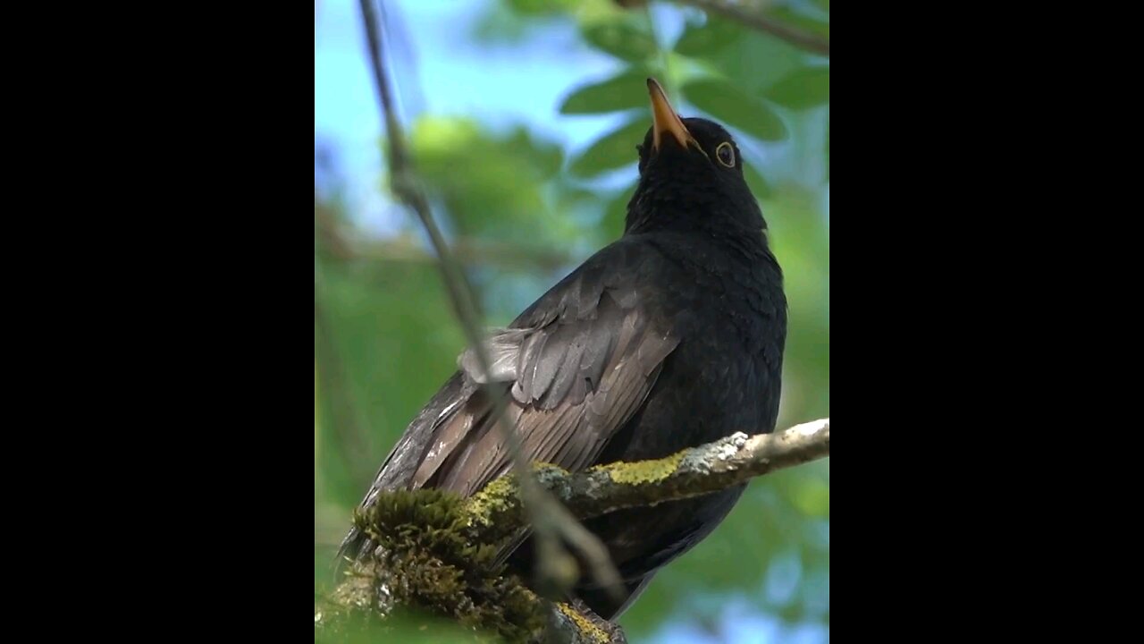 awesome birds