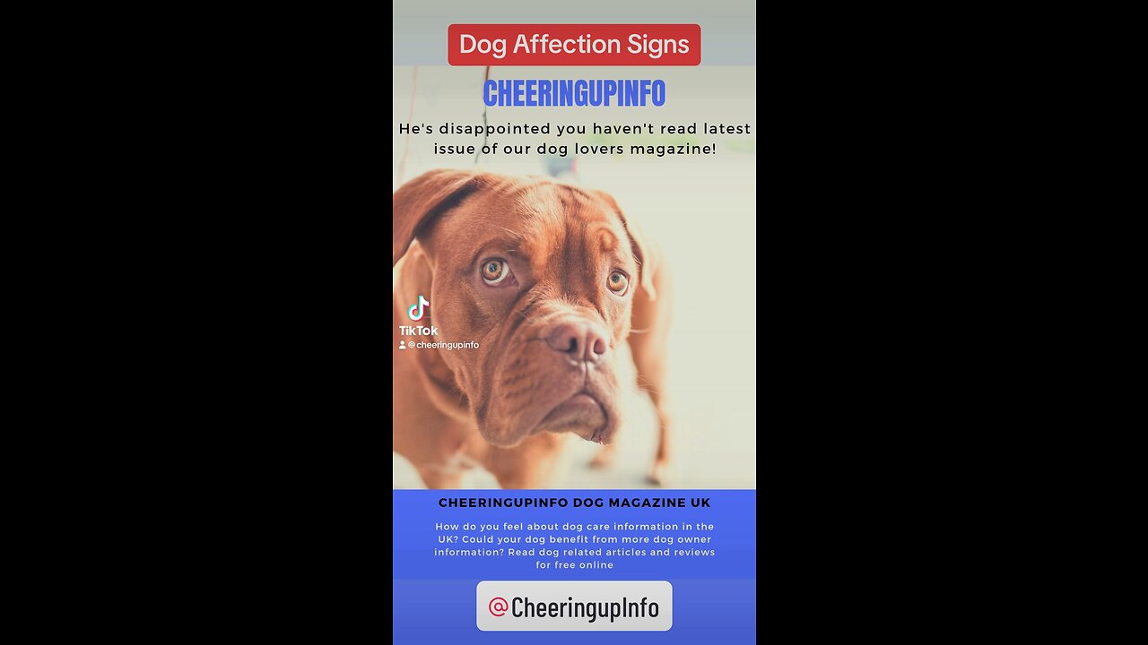 Dog Affection Signs