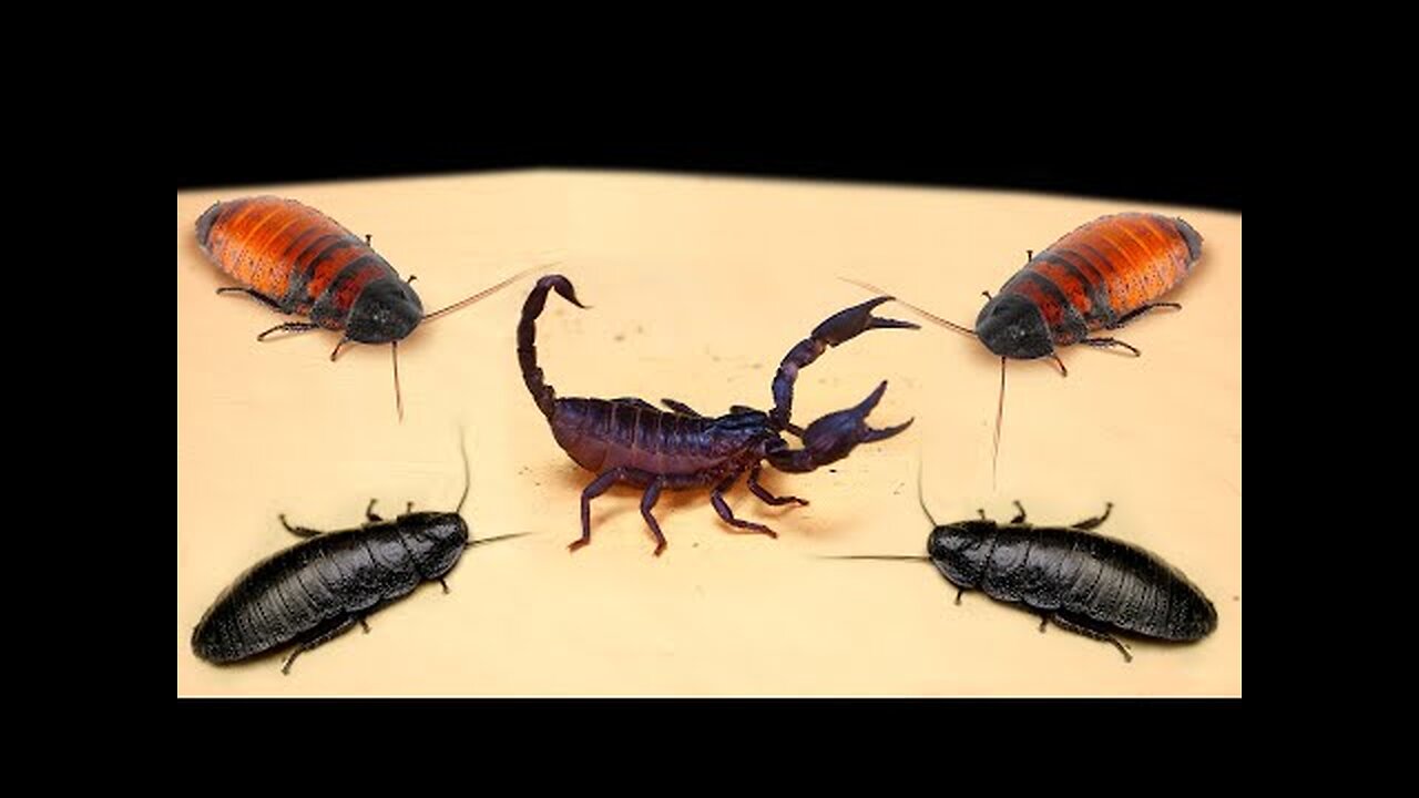 BIG SCORPION and BIG MADAGASCAR HISSING COCKROACHES