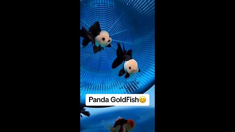 panda goldfish cute