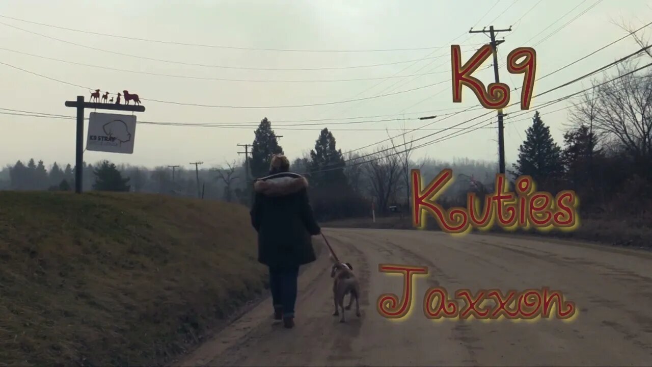 K9 Kuties: "Jaxxon"
