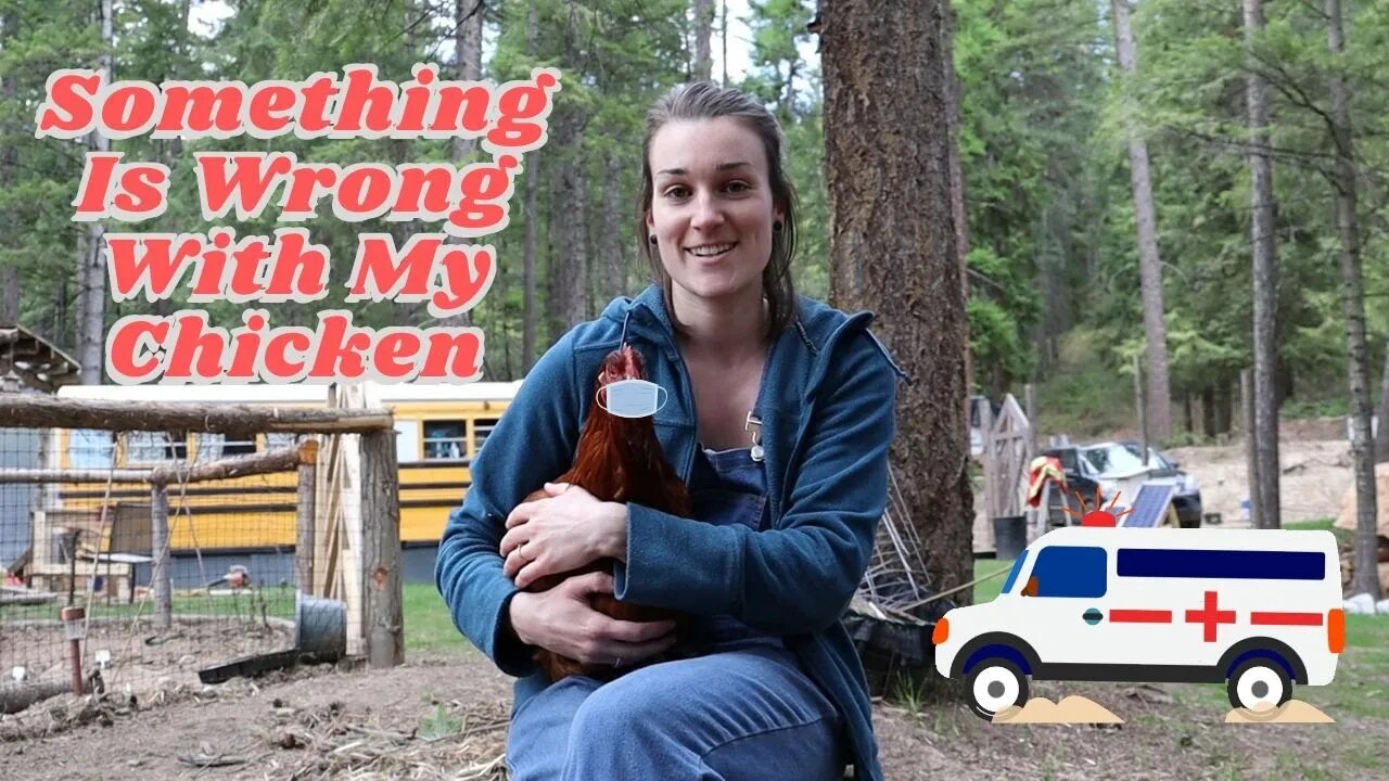Something Is Wrong With My Chicken | Dealing With An Impacted Crop