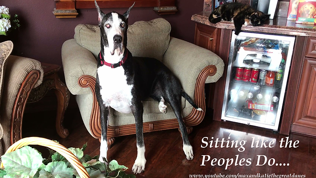 Katie the Great Dane supervises catnip fest