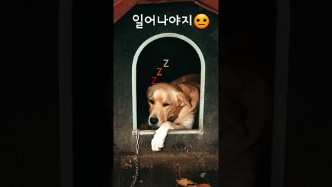 아이유를 🐕무시하다니... #Shorts #강아지 #아이유 #일어나야지 #리트리버잡종