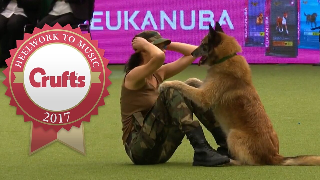 Amazing Dog Performs CPR, Squats and Press Ups in Heelwork To Music Routine