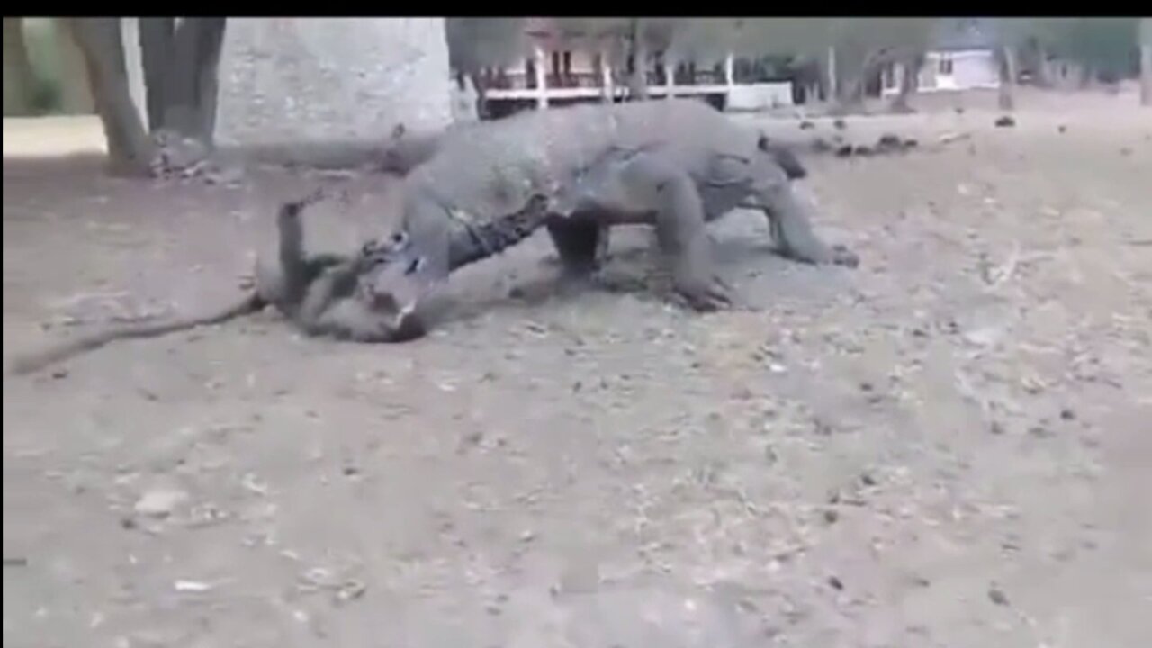 Komodo dragon attack monkeys