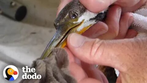 Rescued Darter Returns Home to Find Rival There Waiting