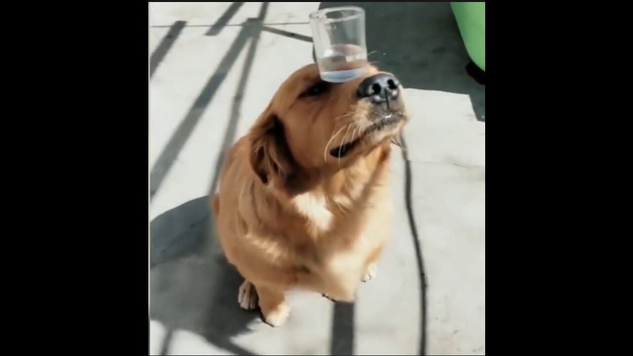 🐶🐾 Funny and silly dog videos compilation | Try not to laugh dog videos🐶🐾