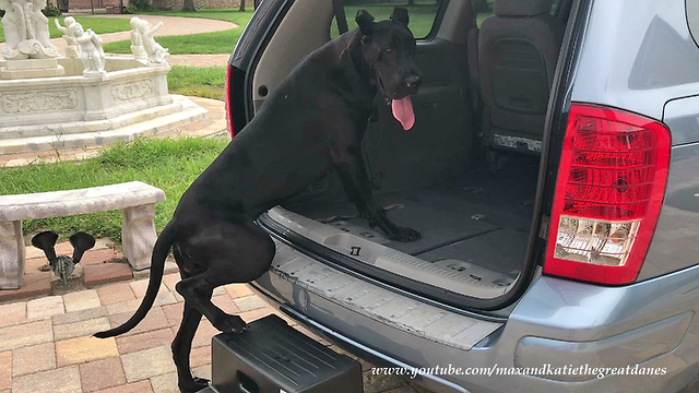 Teaching Adopted Great Dane To Get In And Out Of a Mini Van