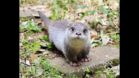 otter behavior cute and adorable || video collection