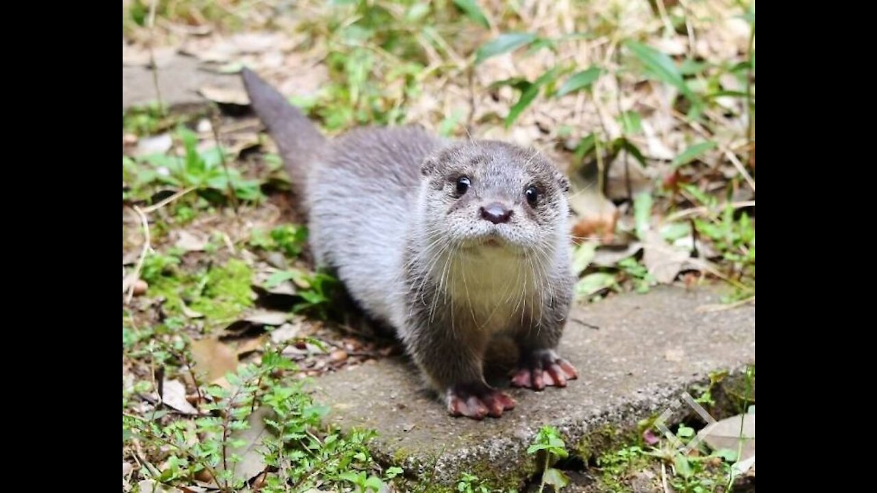 otter behavior cute and adorable || video collection