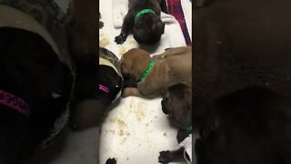 Feeding puppies. First time eating out of bowl. 11-7-22