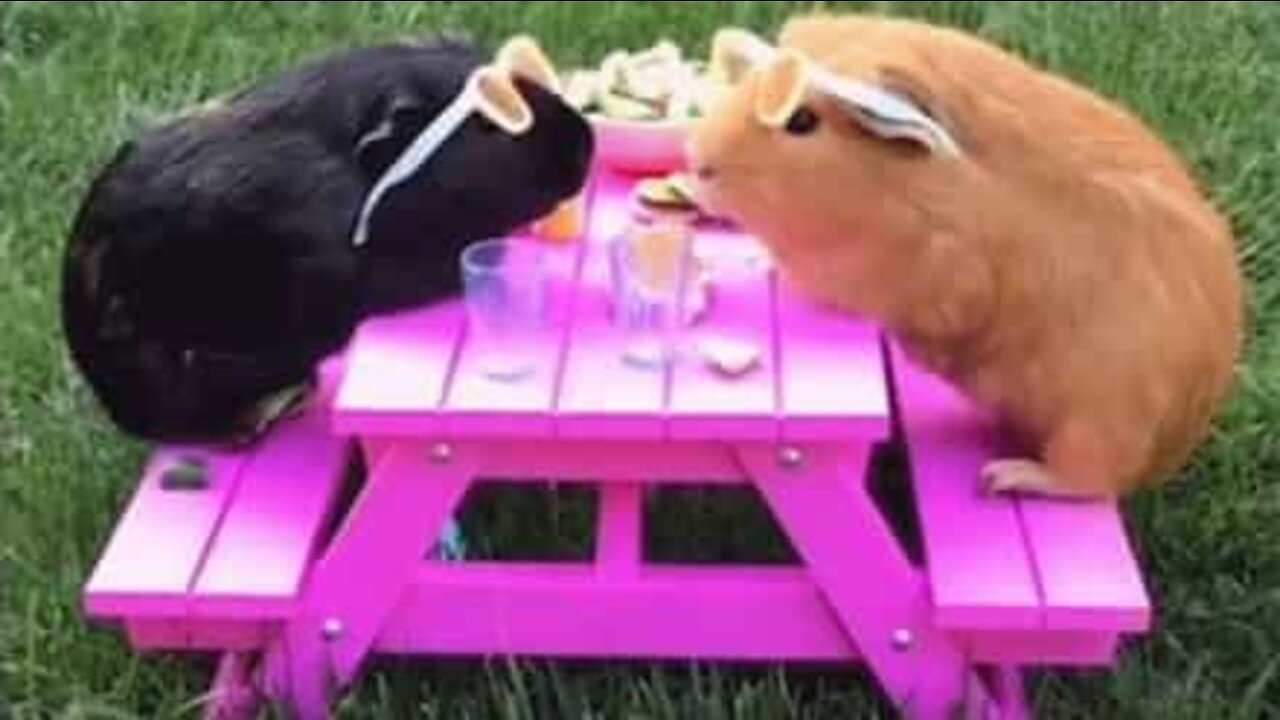 Guinea-pigs' picnic interrupted by uninvited guest