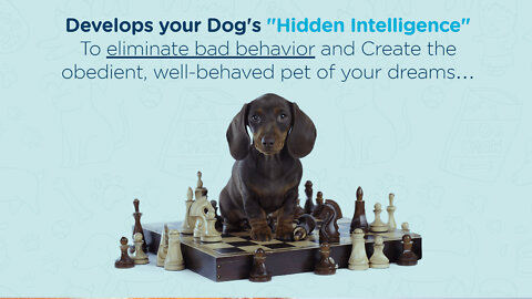 How To Make Your Dog Smarter & Well Behaved - Funny Dog Video