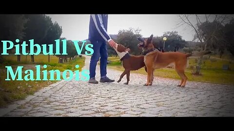 Pitbull Vs Malinois Competição 01- Corrida