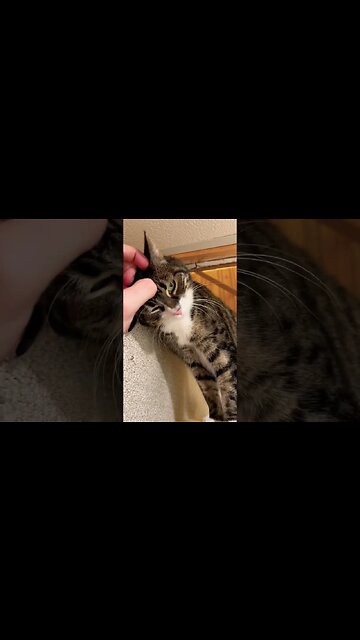 Headbutt from my Cat #cute