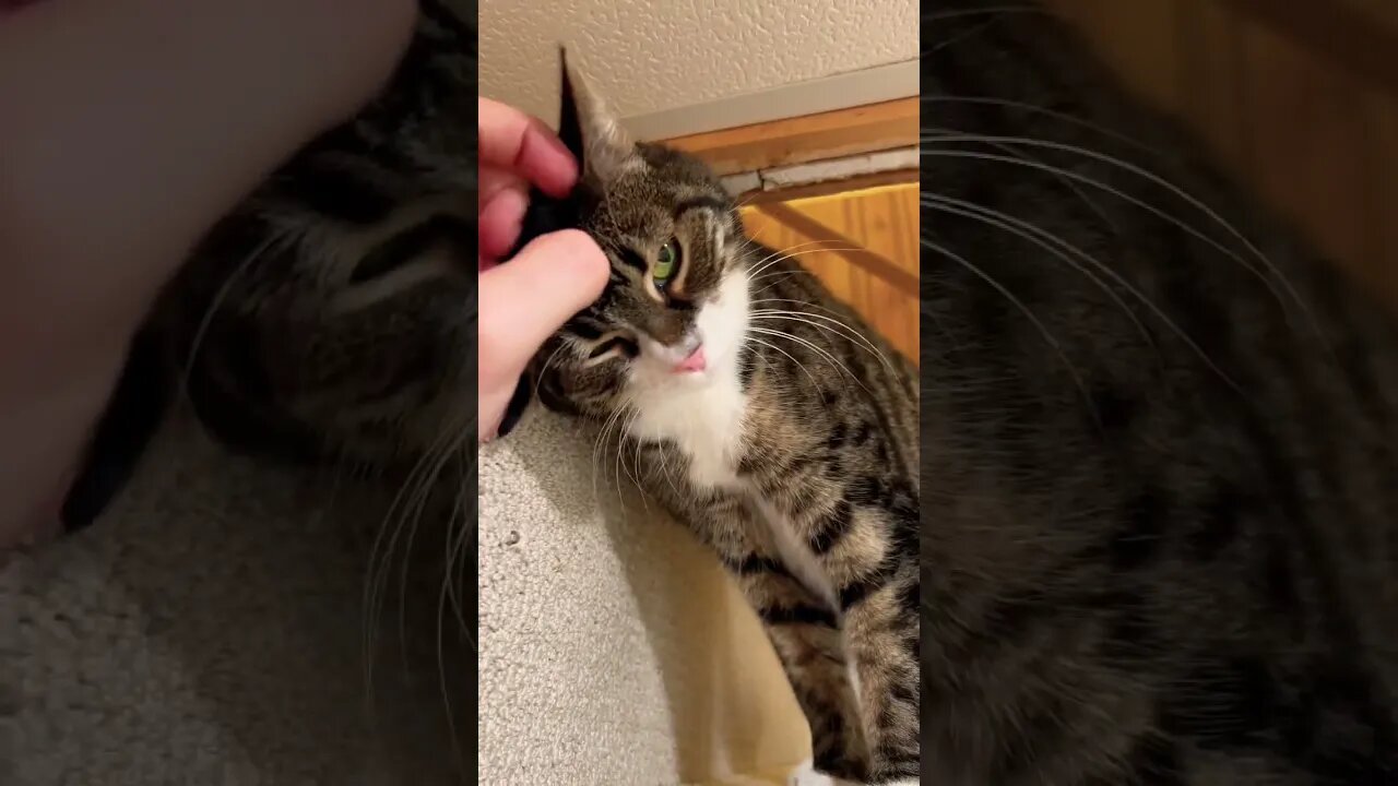 Headbutt from my Cat #cute