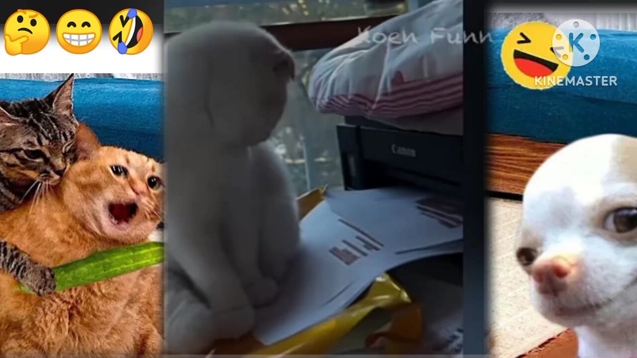 Funny Dogs And Cats Videos 2024 - Funny videos