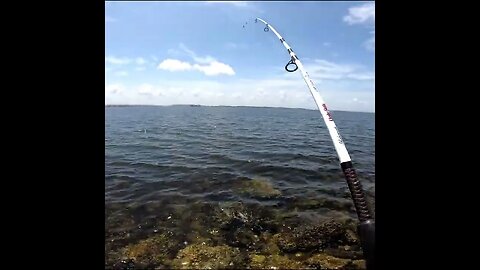 whiting catch