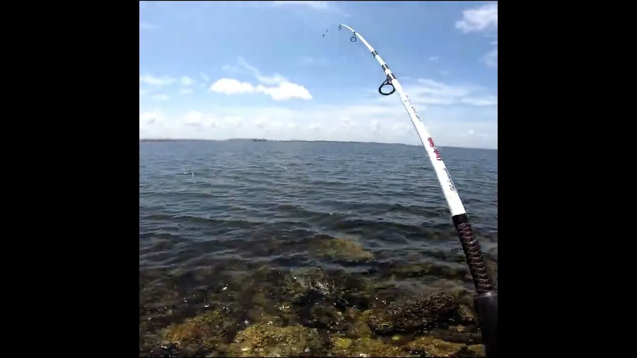 whiting catch