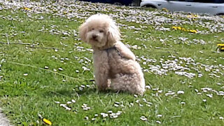 Cute puppy patiently waiting at the park