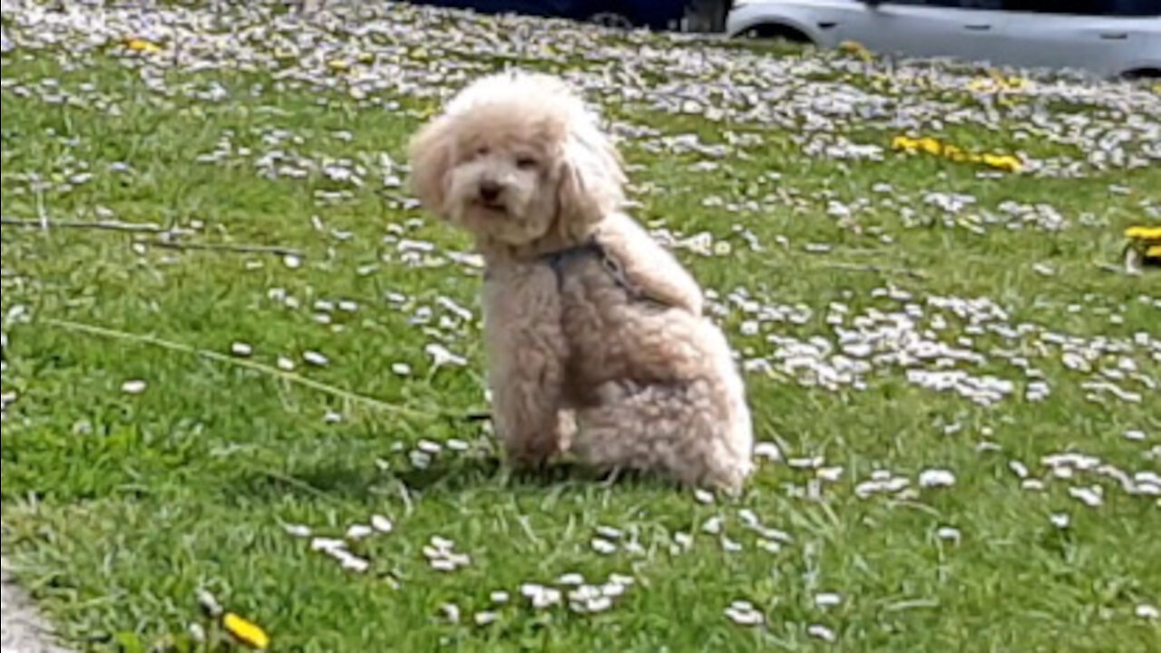 Cute puppy patiently waiting at the park