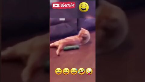 funny cat #funnyvideo #shorts