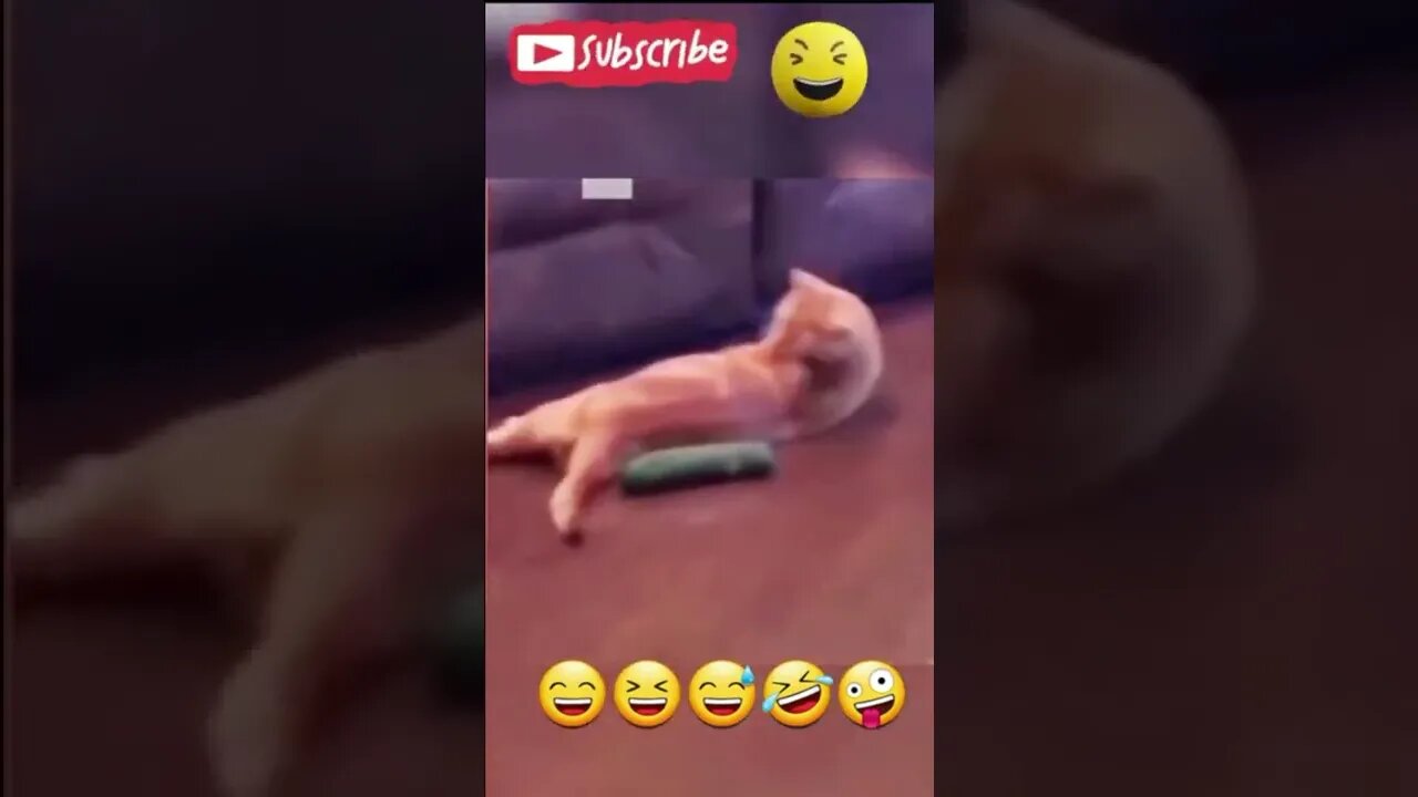 funny cat #funnyvideo #shorts