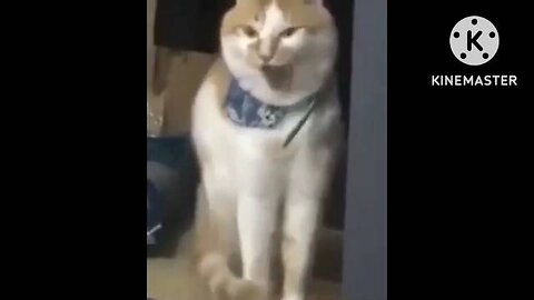 funny cat,s meme