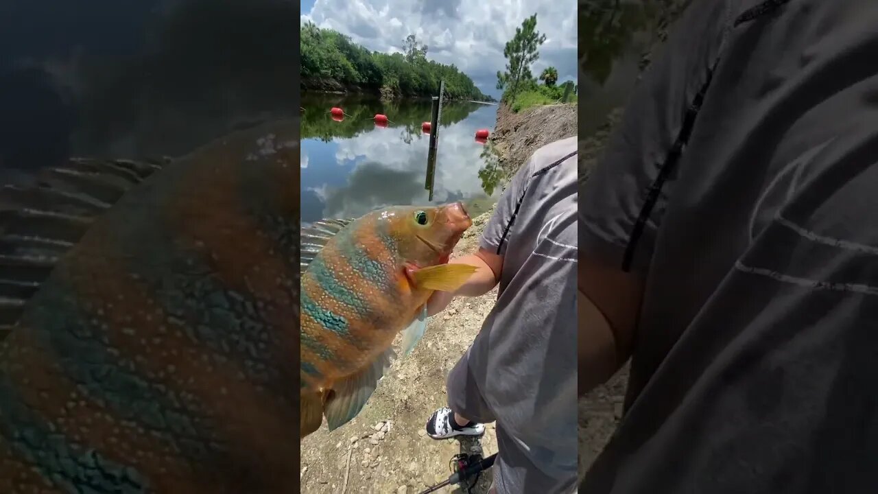 Little kid catches a Mayan Cichlid