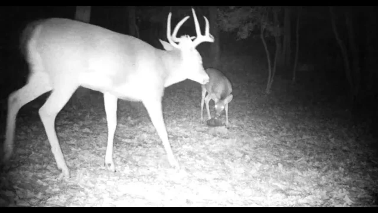 Some squirrel action and a buck with a wierd rack from my back yard