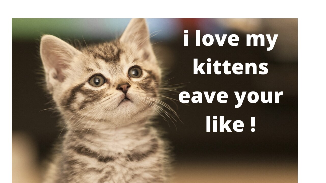 I love my kittens, see how cute they are