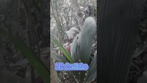 chicó pegou o fecho de lenha de Zé da caça 😂😂😂😂 #videosengraçados