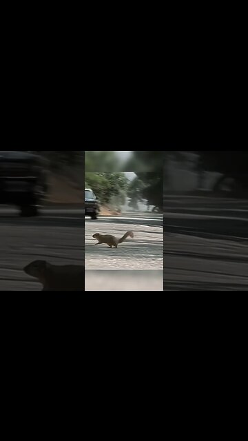 #shorts Geico Insurance Squirrel Accident - Commercial 2002