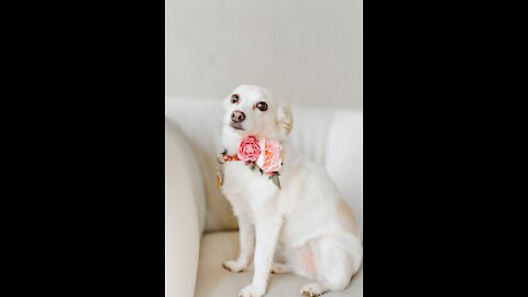 elegant dog- Very elegant and attractive dog😍😍