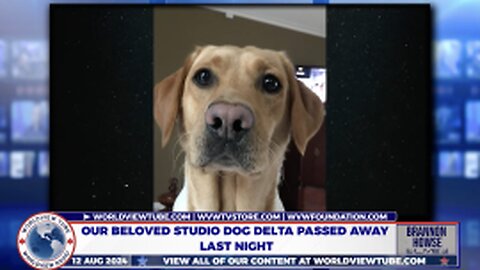 Tribute to Our Beloved Studio Dog Delta Who Passed Away & Introducing New Studio Puppy Dolly