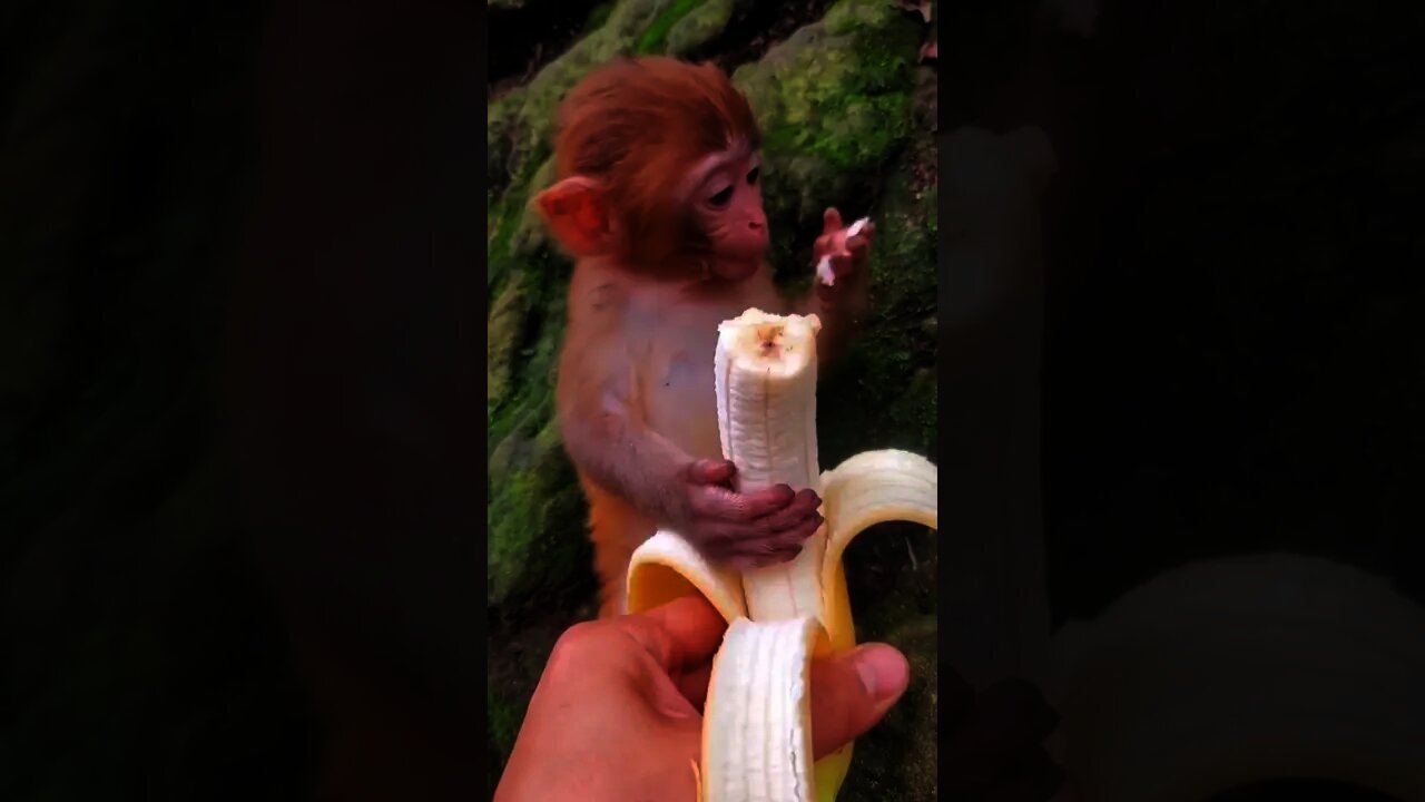 Cute baby monkey eating banana