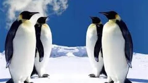 Dia Mundial do Pinguim - 25 de abril ...