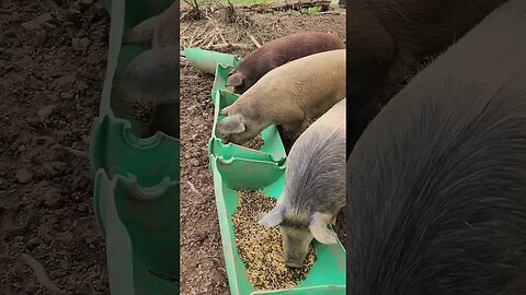 Three Happy Pigs! @UncleTimsFarm #kärnəvór #carnivore #pigtalk #shorts