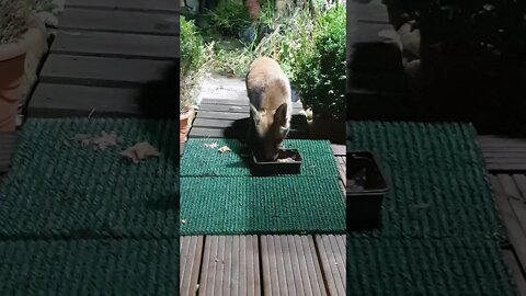 🦊 Cute and friendly young urban #fox feeding at our back door